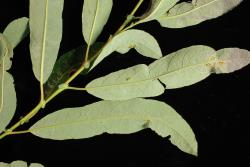 Salix lasiolepis. Underside of leaves. Leaves blacken after collection.
 Image: D. Glenny © Landcare Research 2020 CC BY 4.0